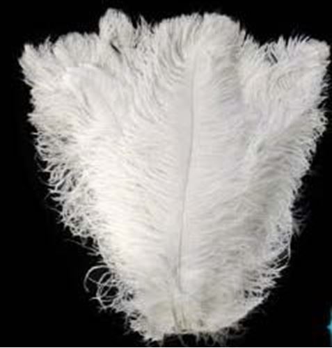 Picture of Decor (Ostrich Feather) 18"-22"L - White