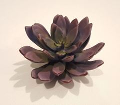 Picture of Flower (Succulent)  - Green