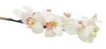 Picture of Flower (Silk Orchid)  - White