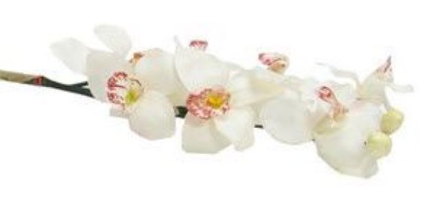 Picture of Flower (Silk Orchid)  - White