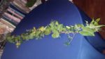 Picture of Decor (Garland Greenery)  - Green