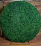 Picture of Backdrop (Boxwood Round Arch) 6ft - Green