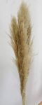 Picture of Decor (Long Pampas Stem) Lg - Natural