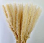 Picture of Decor (Pampas Stem) Sm - Natural