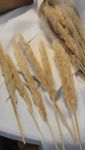 Picture of Decor (Pampas Stem) Sm - Natural