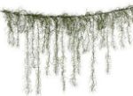 Picture of Decor (Moss Garland) 6 - Green
