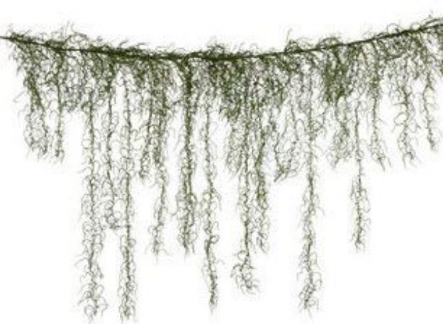 Picture of Decor (Moss Garland) 6 - Green